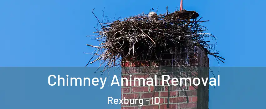 Chimney Animal Removal Rexburg - ID