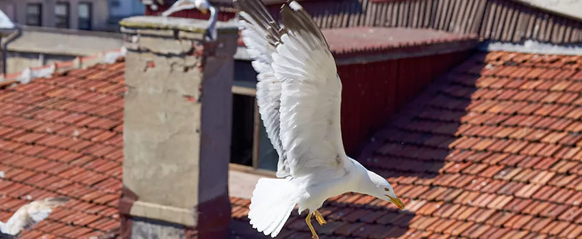 Residential Chimney Animal Removal Solution in Rexburg, ID